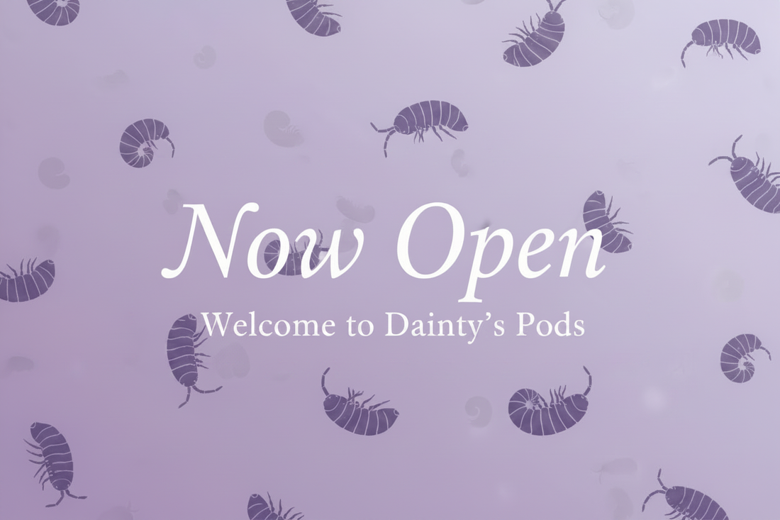 Welcome to Dainty's Pods — We're Open!
