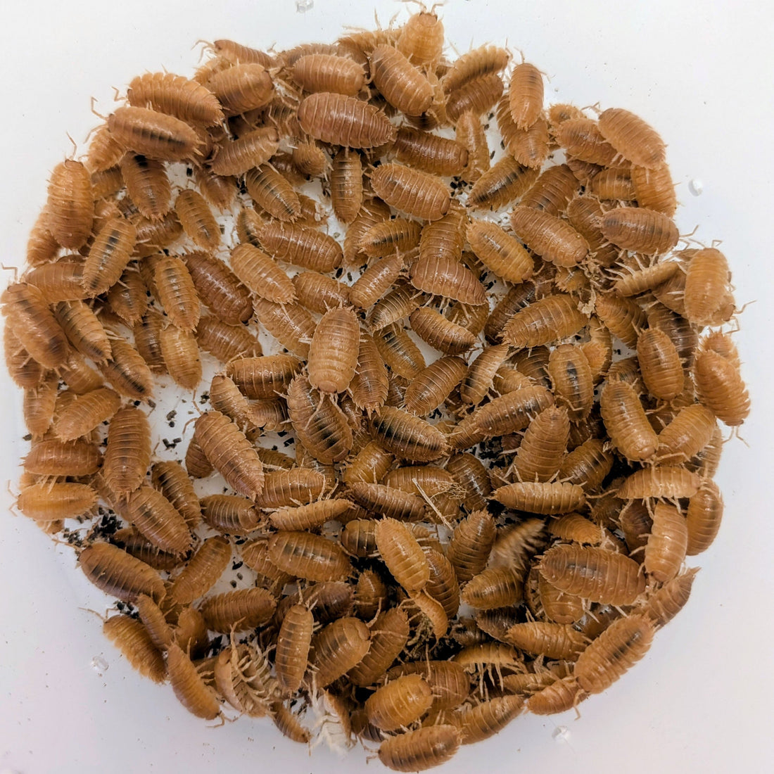 What Are Isopods — and Why Does Every Bioactive Setup Need Them?