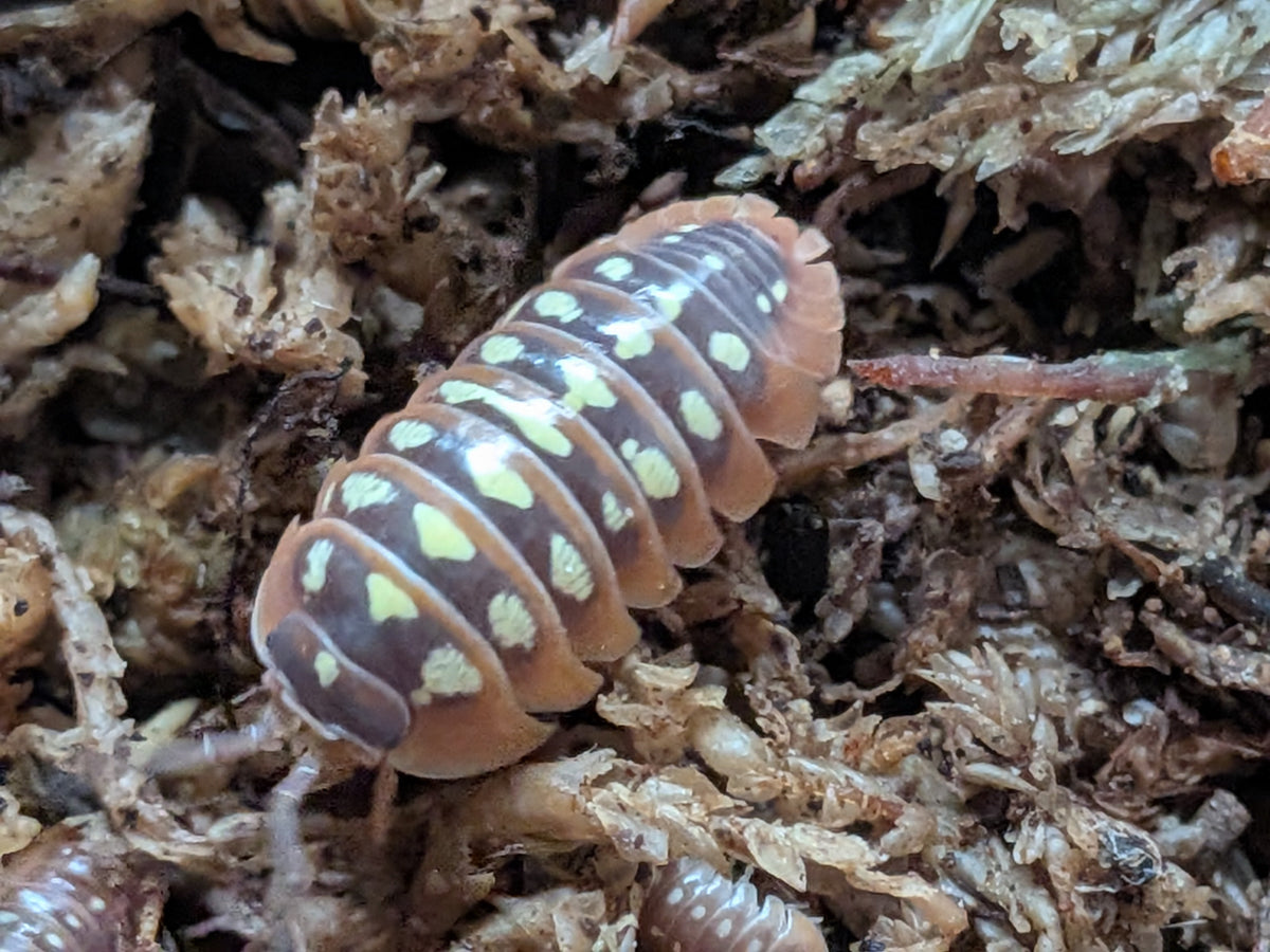 Armadillidium Care Guide UK | Zebra, Clown, Magic Potion & More
