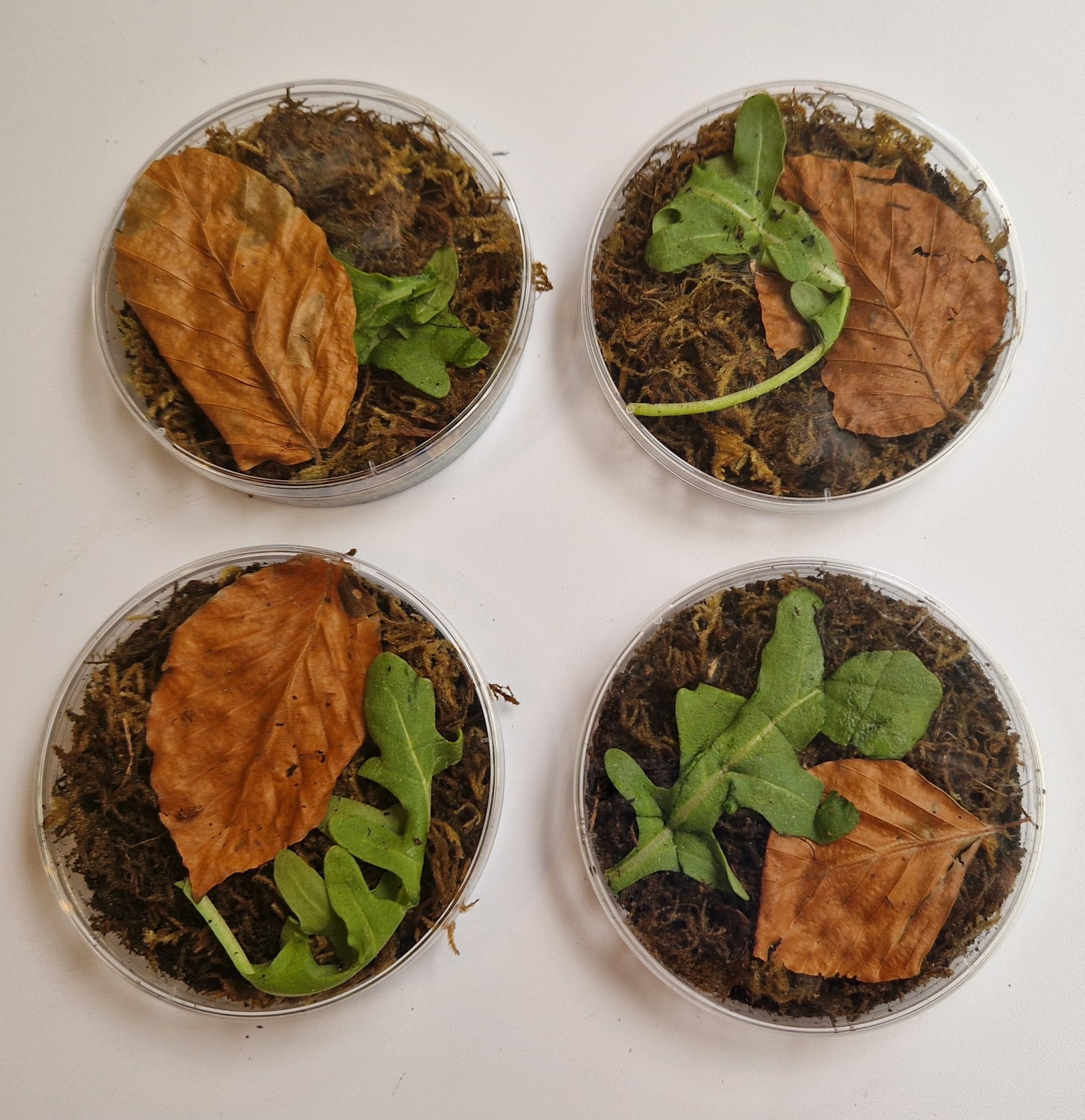 Porcellionide Pruinosus -Powder Orange Isopods