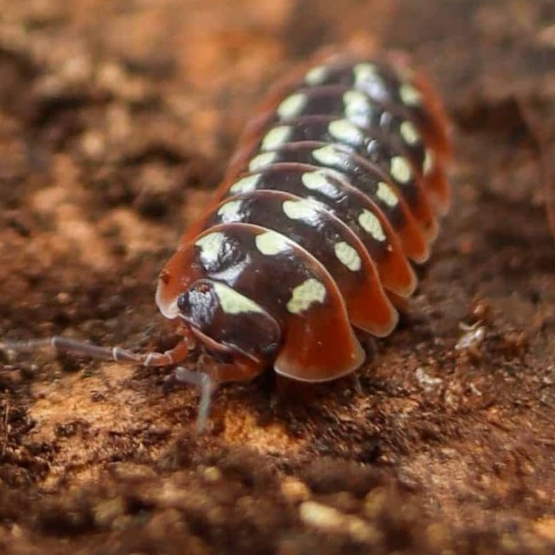 Armadillidium Klugii - Clown Isopods