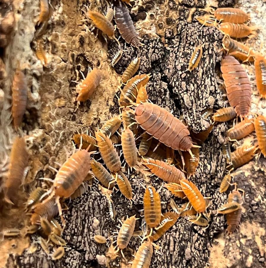 Porcellionide Pruinosus -Powder Orange Isopods