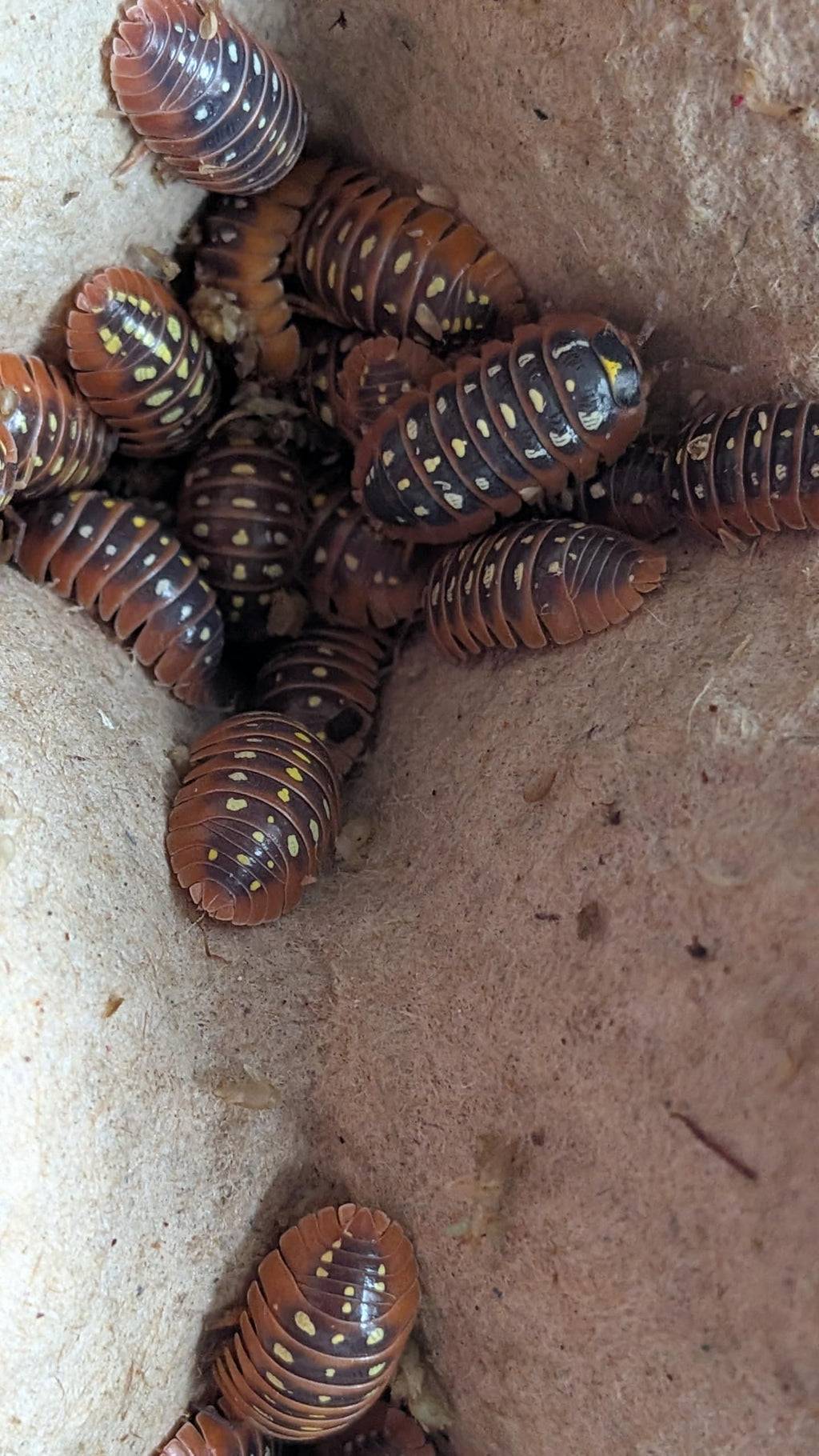 Armadillidium Klugii - Clown Isopods