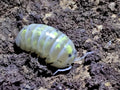 Armadillidium Vulgare -Magic Potion Isopods