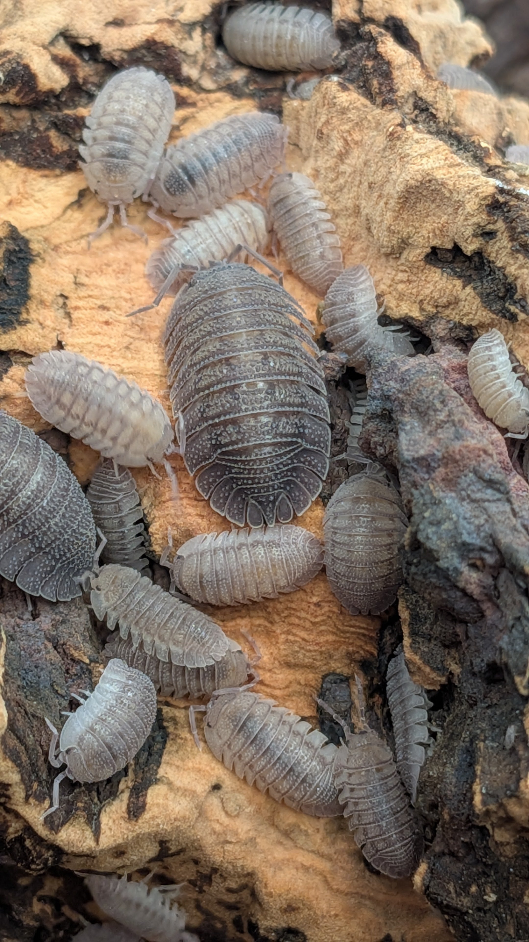 Armadillidium Peraccae - Greek Speckled Isopods