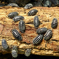 Armadillidium Maculatum - Zebra Isopods