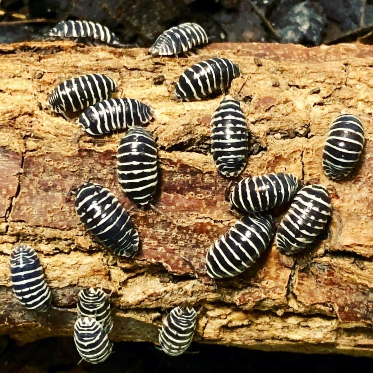 Armadillidium Maculatum - Zebra Isopods