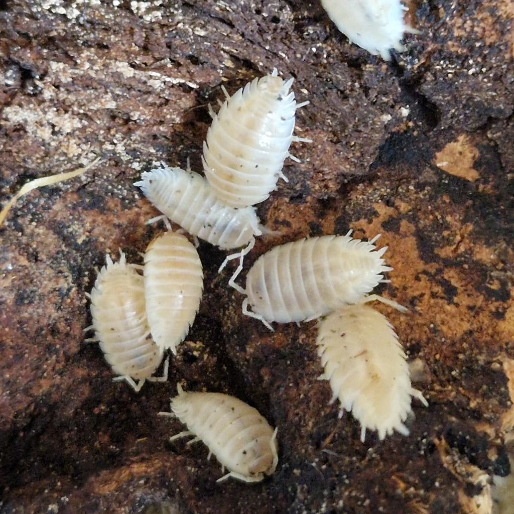 Porcellio Laevis - Snow-white Isopods.