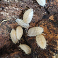 Porcellio Laevis - Snow-white Isopods.