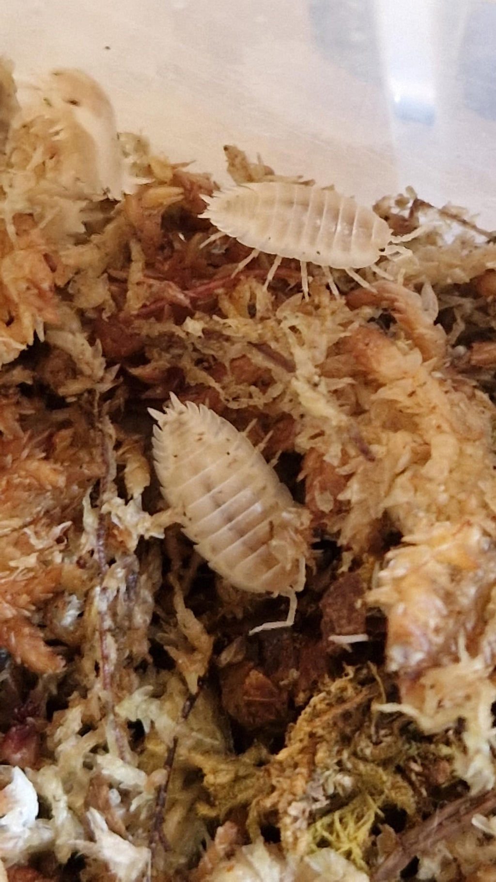 Porcellio Laevis - Snow-white Isopods.