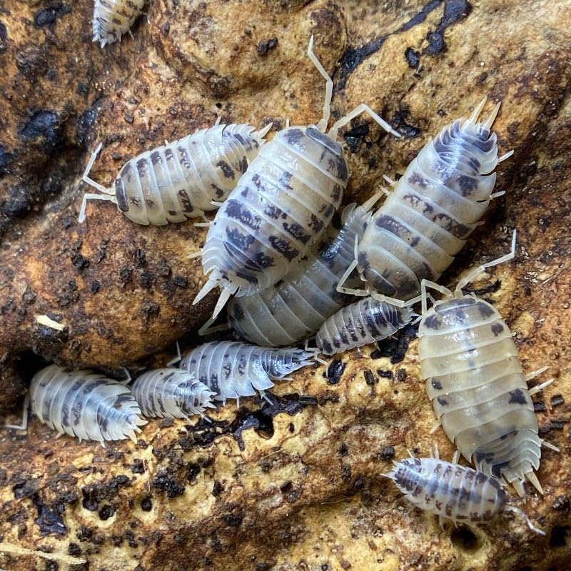 Porcellio Laevis - Dairy Cow Isopods