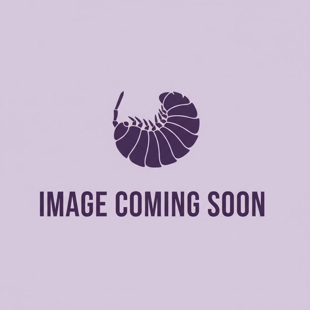 Image Coming Soon