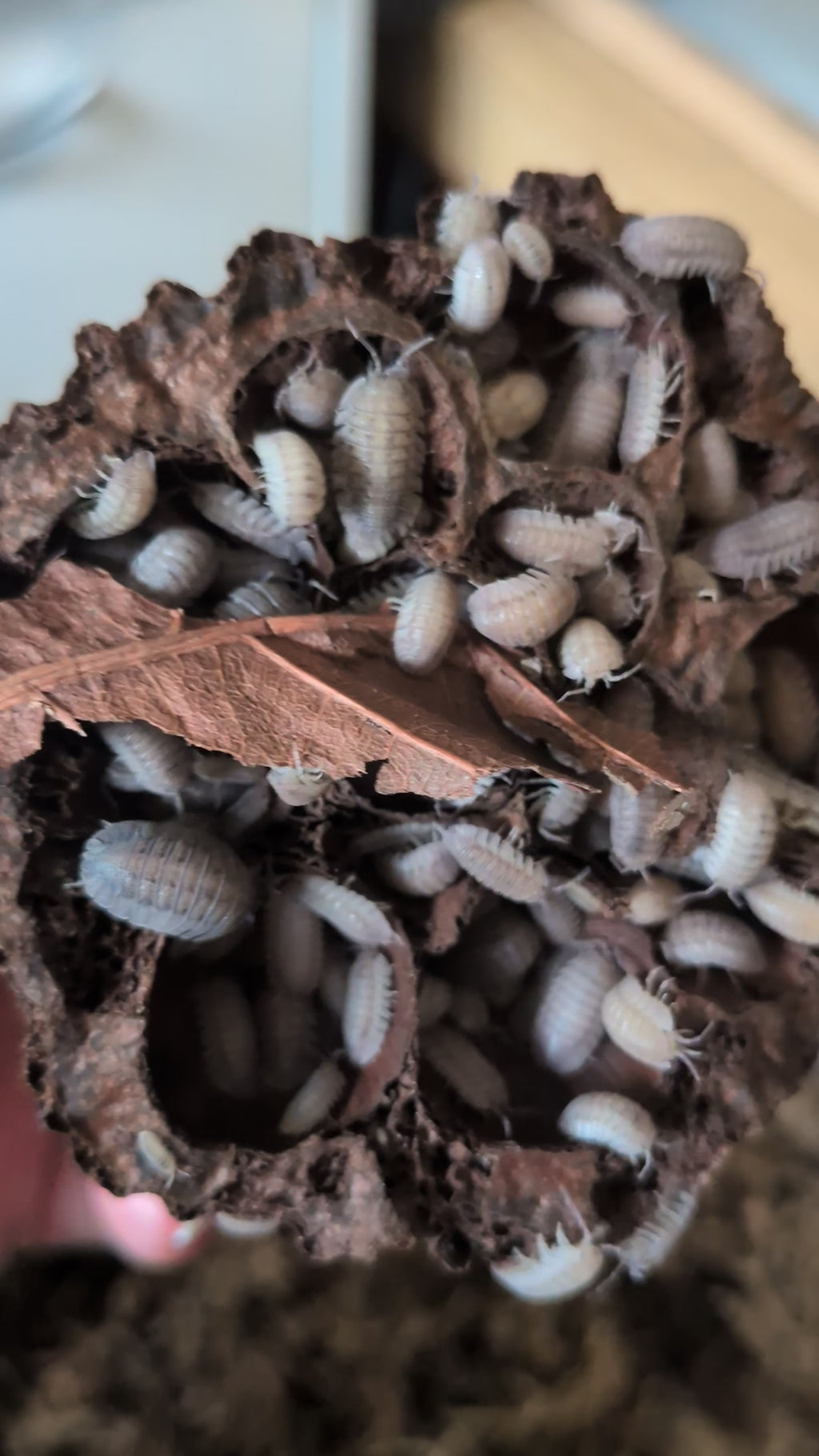 Armadillidium Peraccae - Greek Speckled Isopods