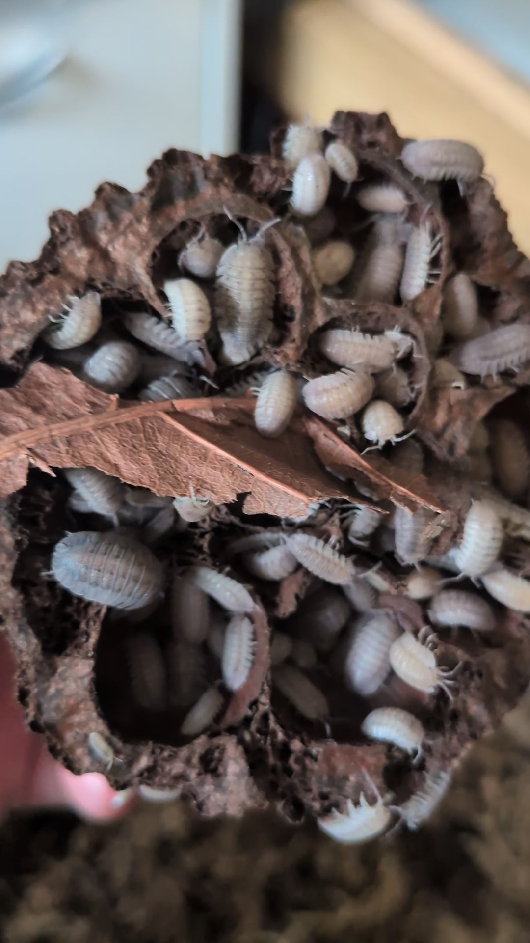 Armadillidium Peraccae - Greek Speckled Isopods