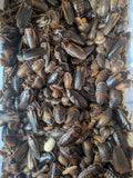 Dubia Roaches (Pack of 25)
