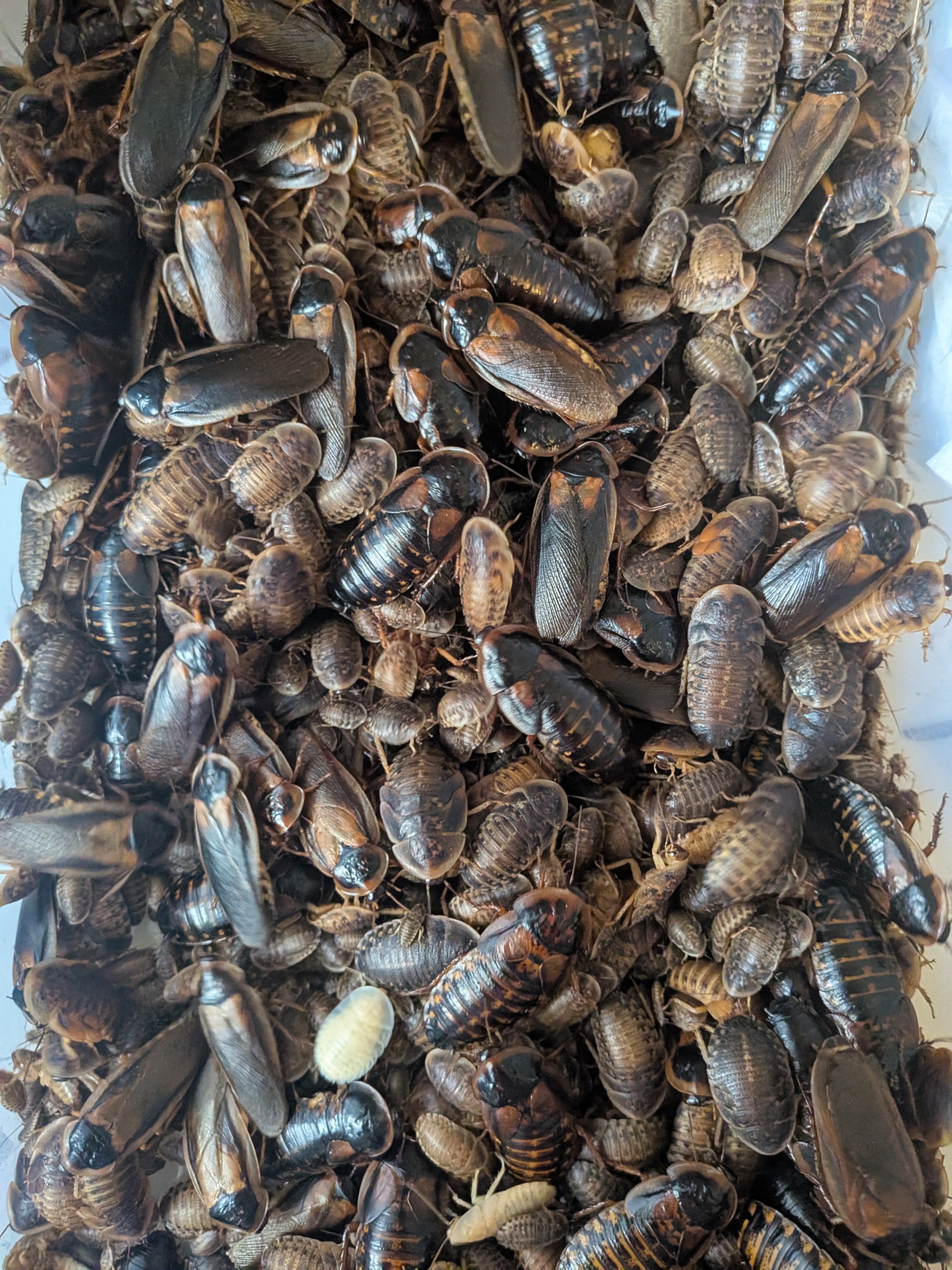 Dubia Roaches (Pack of 25)