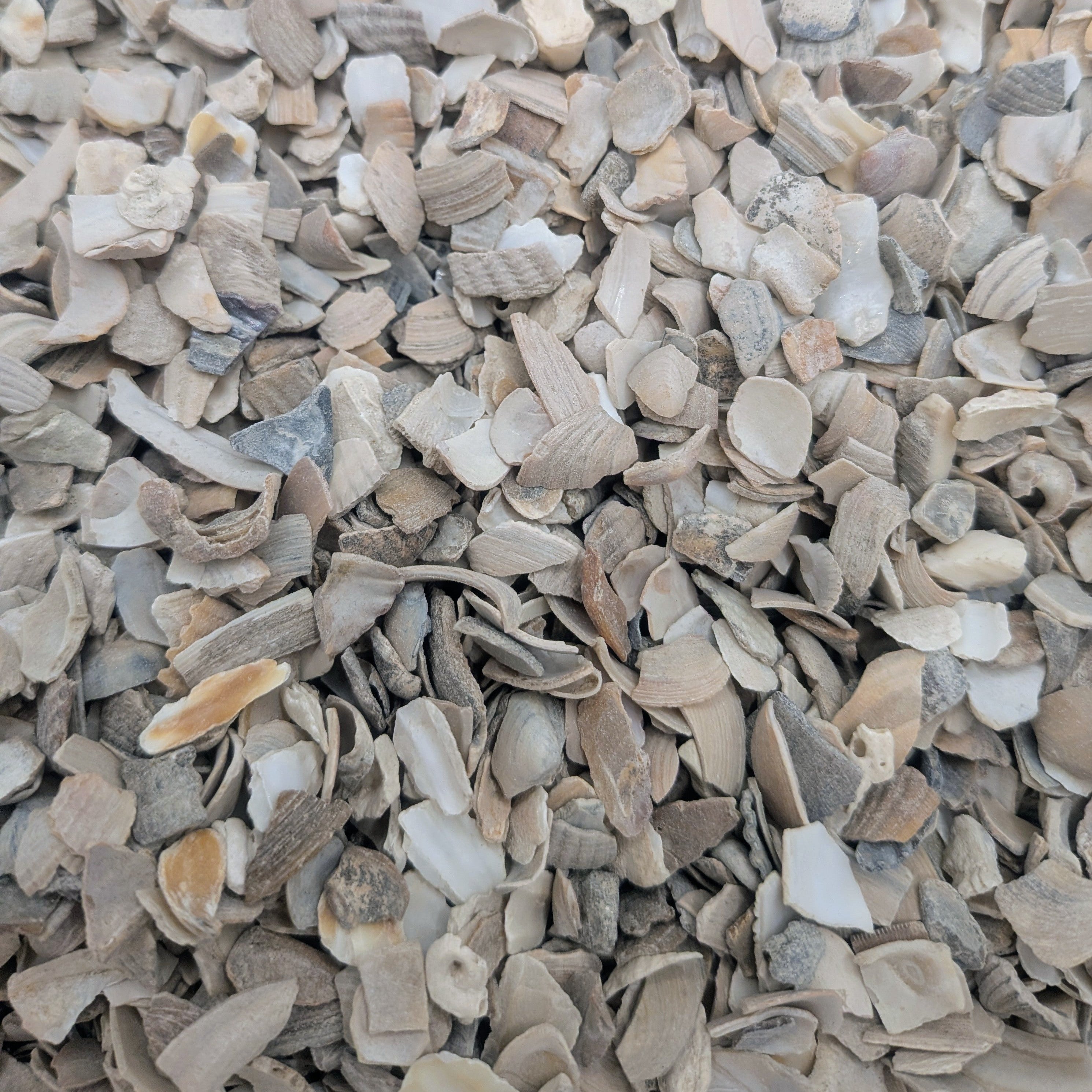Crushed Oyster Shells