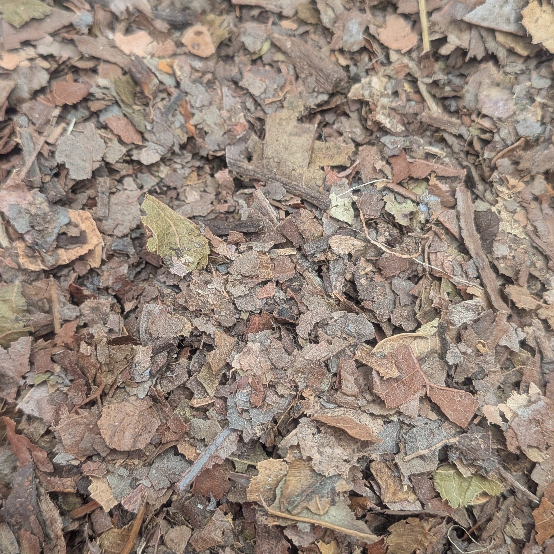 Shredded Leaf Litter
