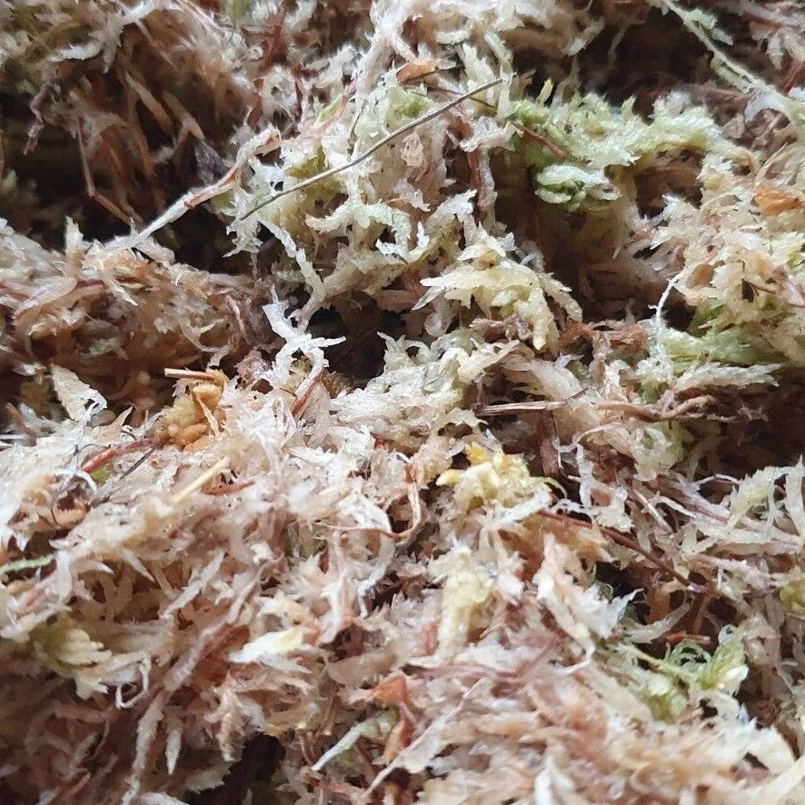 Sphagnum Moss