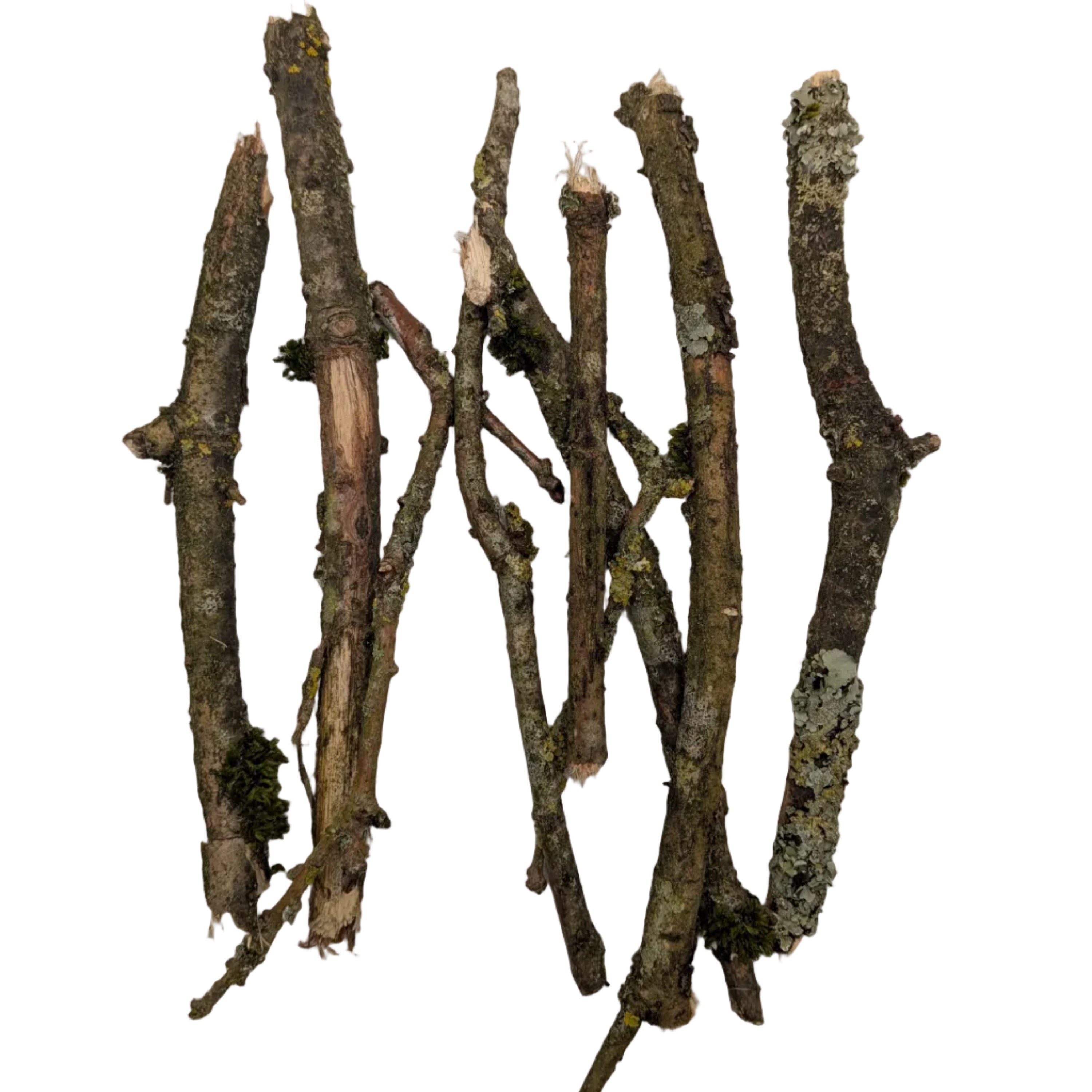 White Rot Oak Branches 100g
