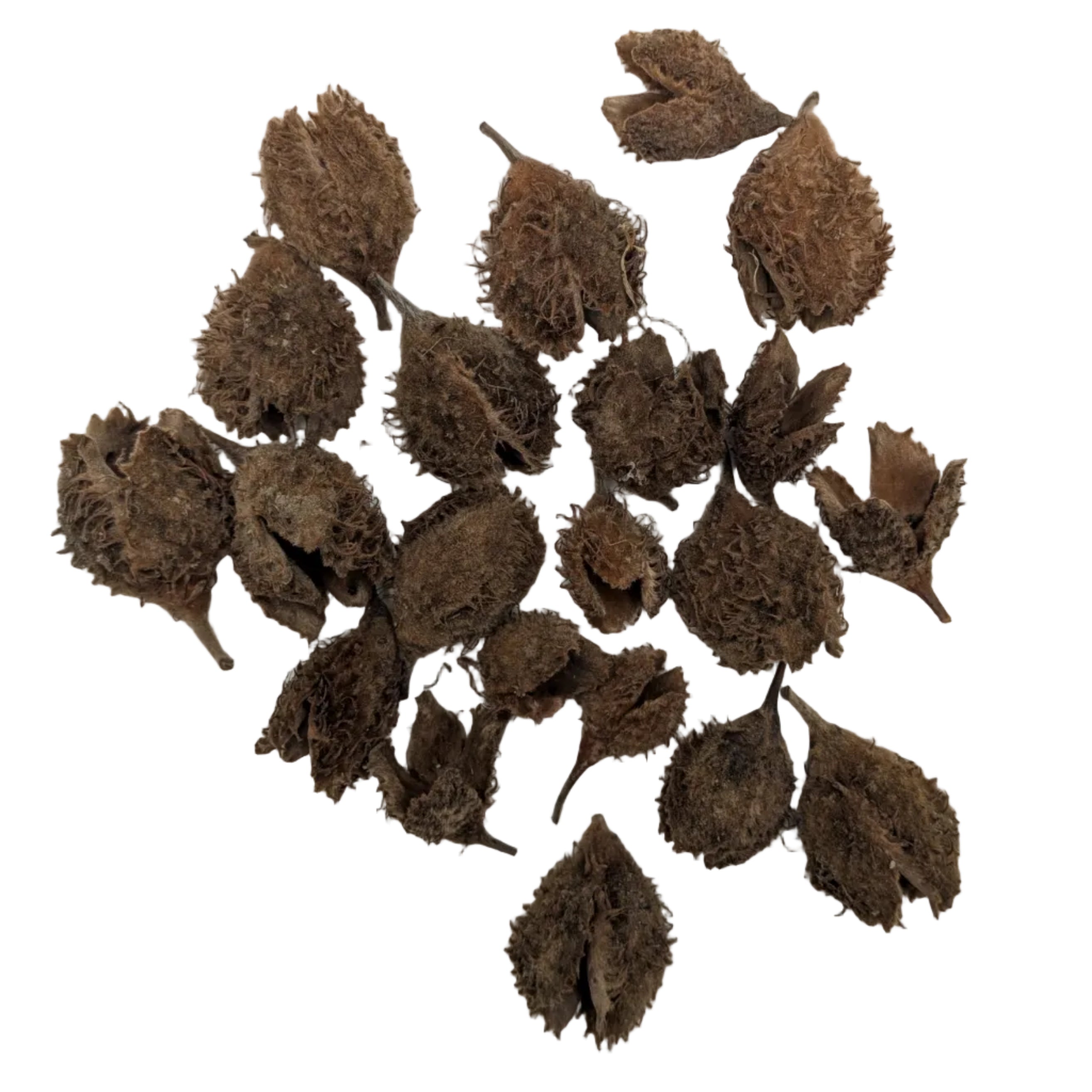 Beech Seed Pods (Pack of 5)
