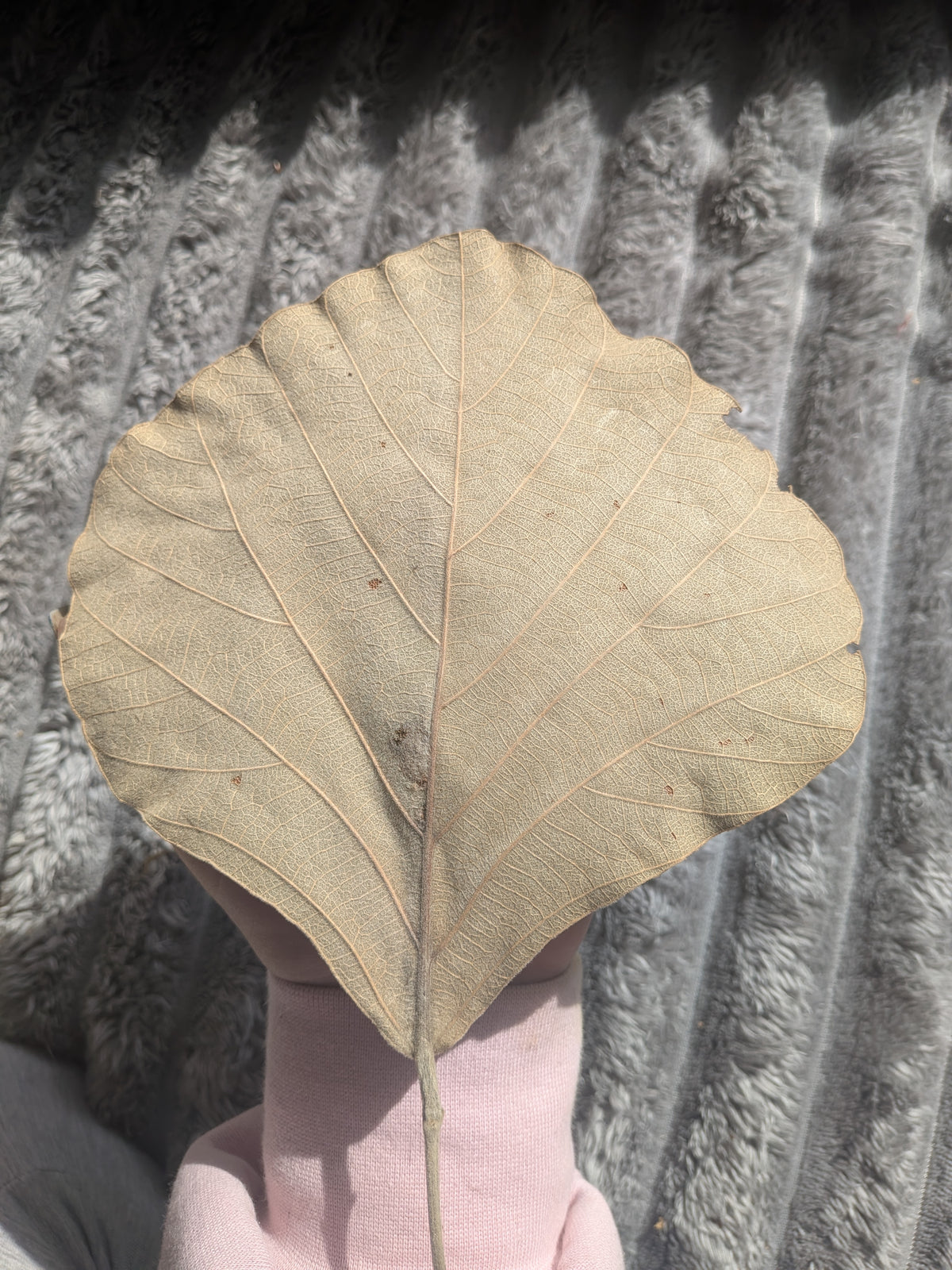Cobra Leaves
