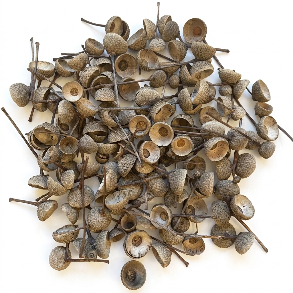 Acorn Caps