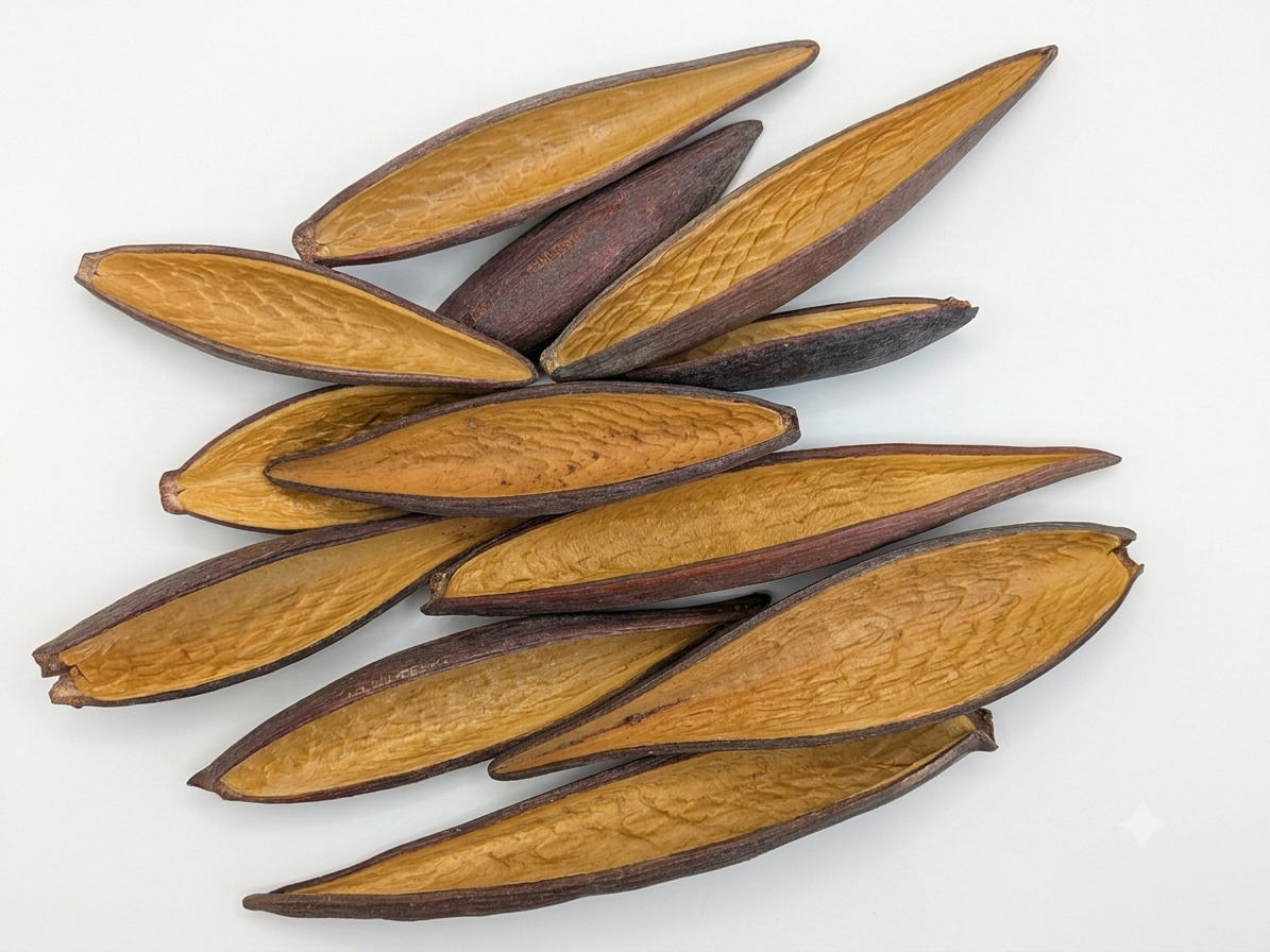 Canoinhas Pods