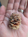 Sabulossum Cones (Pack of 2)