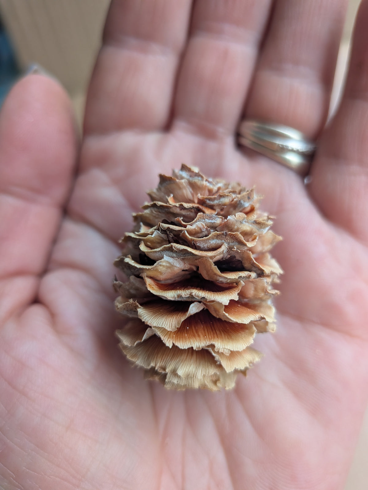 Sabulossum Cones (Pack of 2)