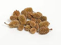 Casurina Cones