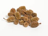 Casurina Cones