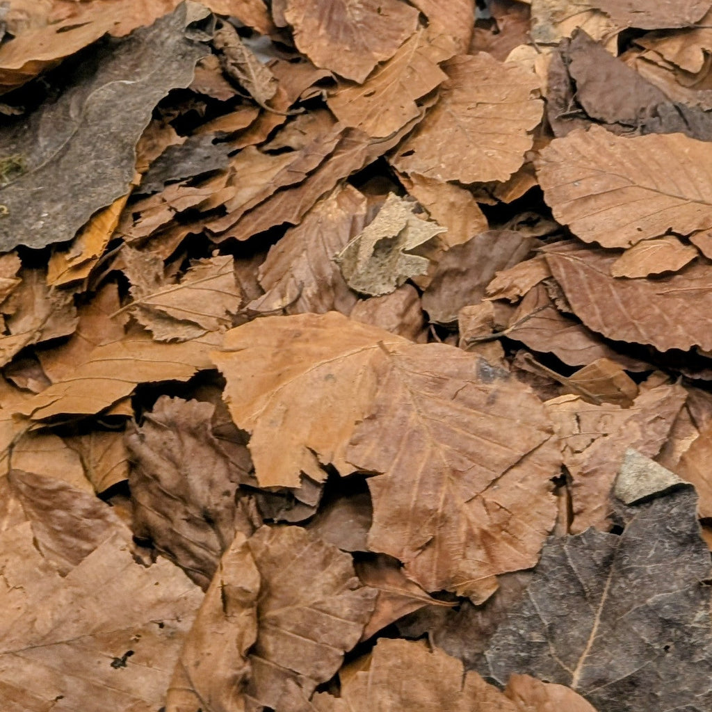 Leaf Litter
