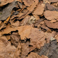 Leaf litter