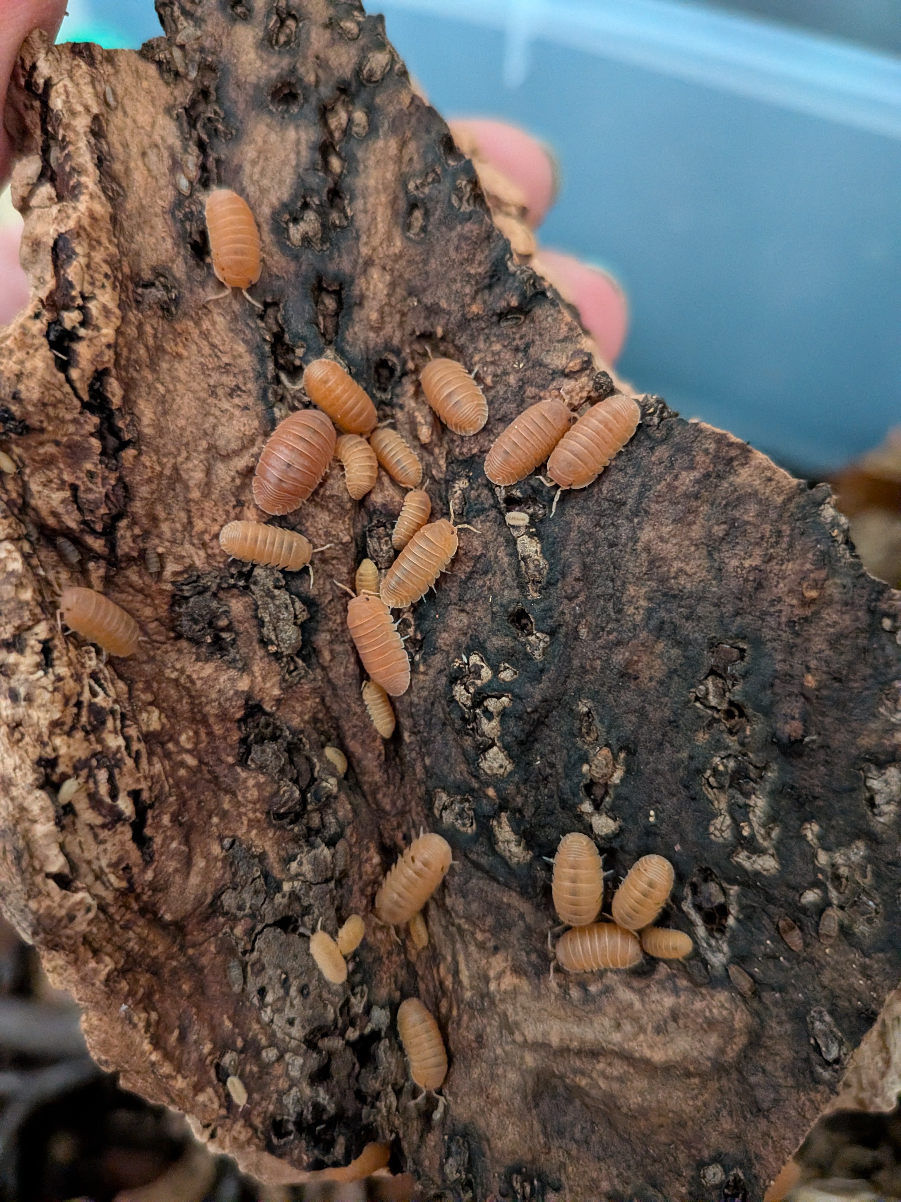 Cubaris Murina - Mandarin Isopods