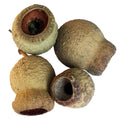 Eucalyptus Cups