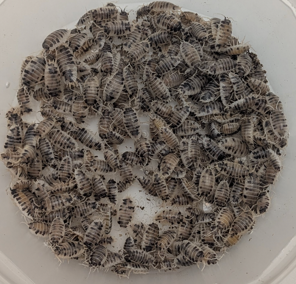 Porcellio Laevis - Dairy Cow Isopods
