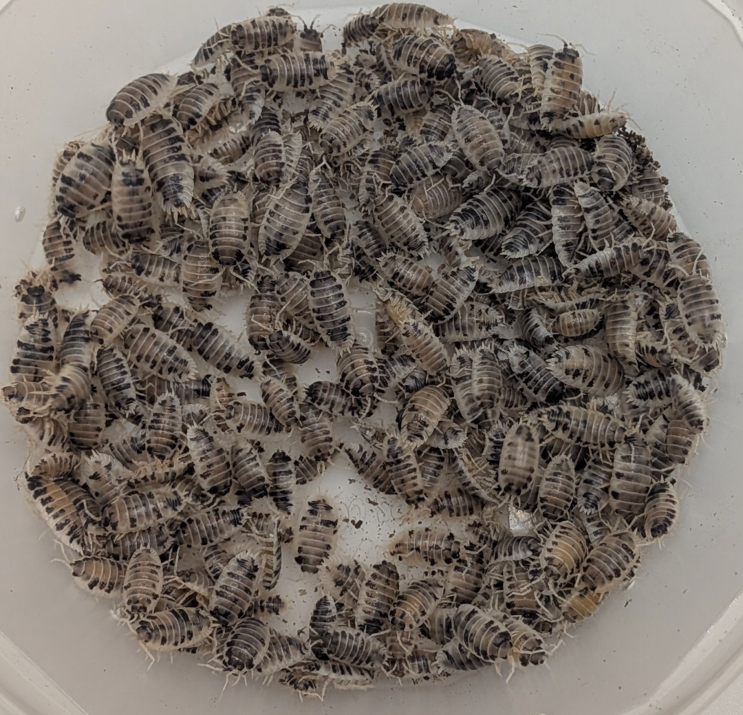 Porcellio Laevis - Dairy Cow Isopods