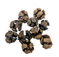 Italian Cypress Cones (Pack of 5)