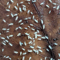 White Springtails