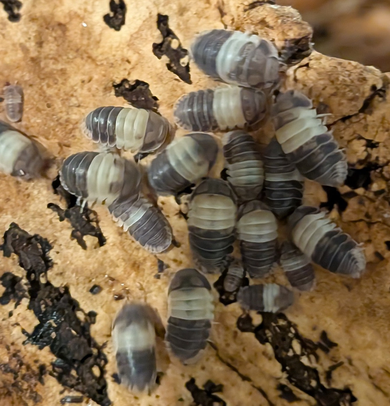 Cubaris SP - King Panda Isopods