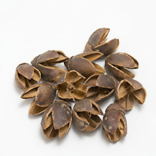 Dried bakuli pods natural hollow seed pods for bioactive terrariums isopod hides and reptile enrichment