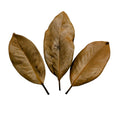 Magnolia Leaves