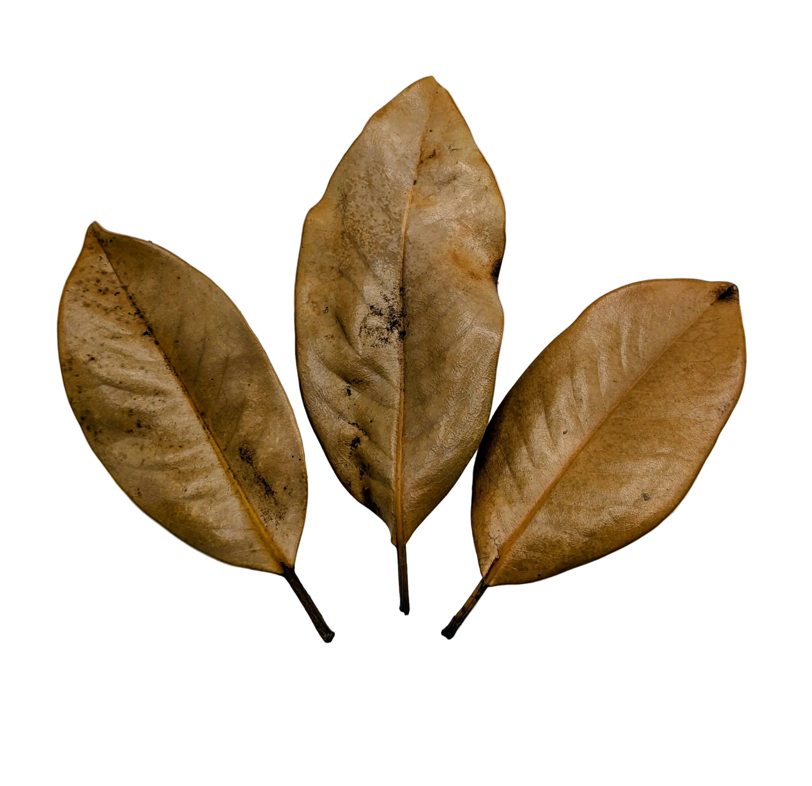 Magnolia Leaves