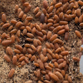Mandarin Isopods (Cubaris Murina)