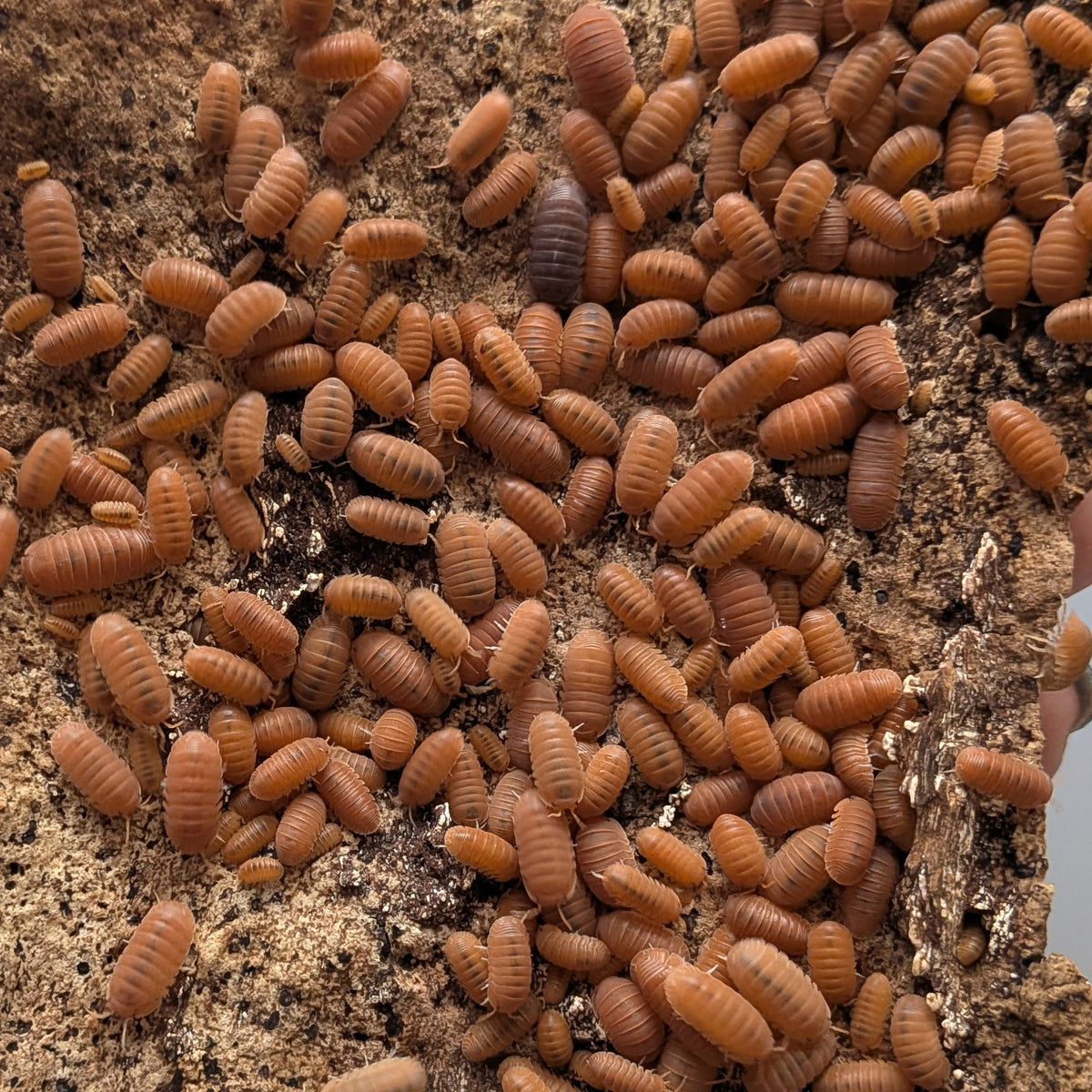 Mandarin Isopods (Cubaris Murina)