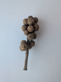 Acorn Branch