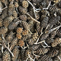 Alder Cones
