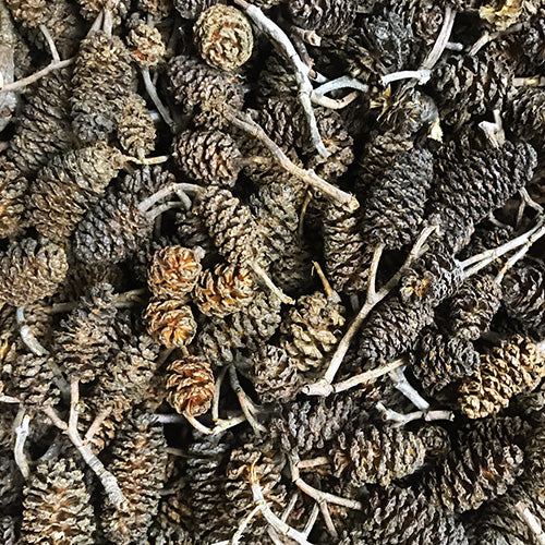 Alder Cones