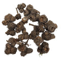 Bur Oak Acorn Caps (Pack of 5)